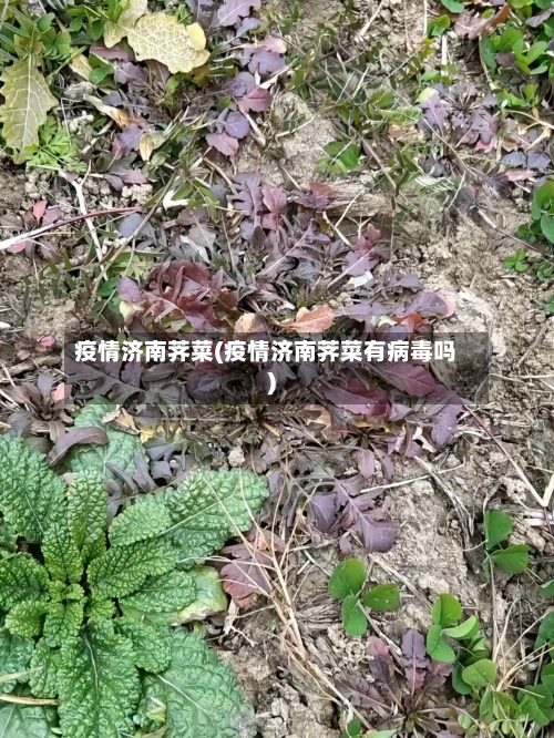 疫情济南荠菜(疫情济南荠菜有病毒吗)-第2张图片
