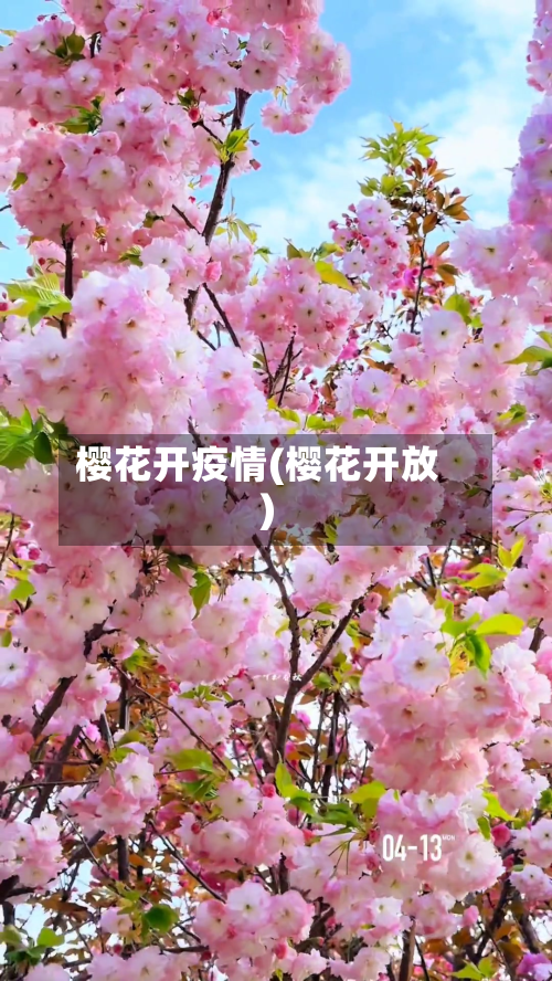 樱花开疫情(樱花开放)-第1张图片
