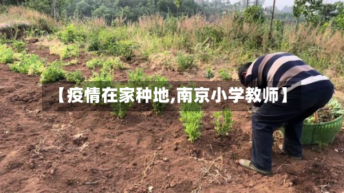 【疫情在家种地,南京小学教师】-第2张图片