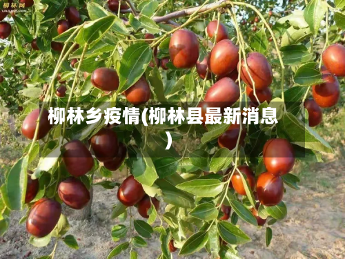柳林乡疫情(柳林县最新消息)-第2张图片
