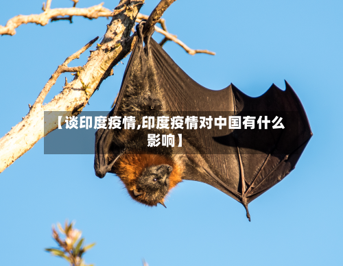 【谈印度疫情,印度疫情对中国有什么影响】-第3张图片